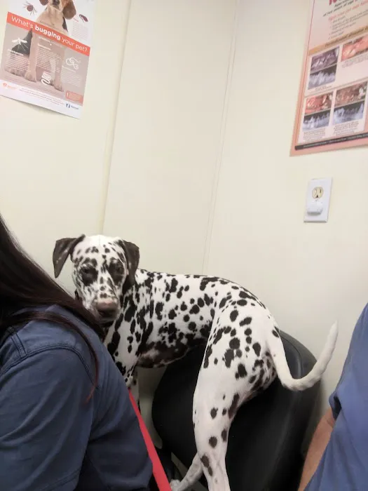 Pet Medical Center- Sunland Picture 5