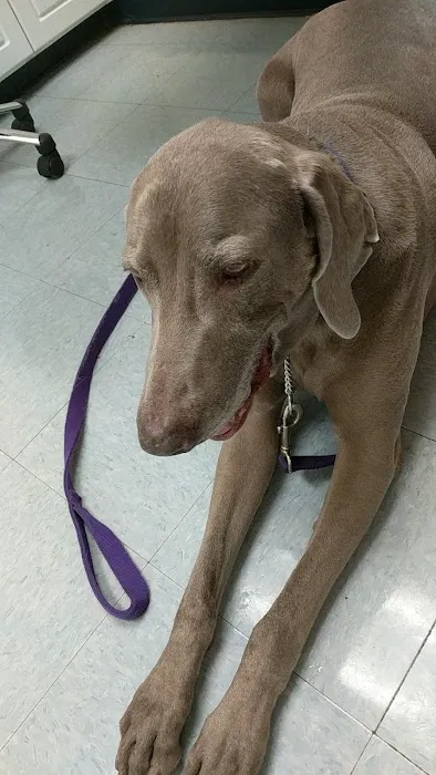 Pet Medical Center- Sunland Picture 7