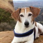 Green Meadows Veterinary Care - In Home Pet Euthanasia