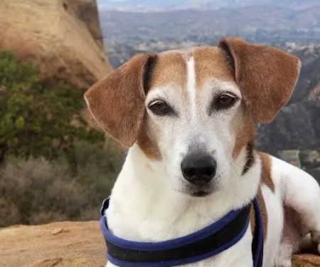 Green Meadows Veterinary Care - In Home Pet Euthanasia