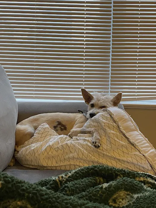 Green Meadows Veterinary Care - In Home Pet Euthanasia Picture 9