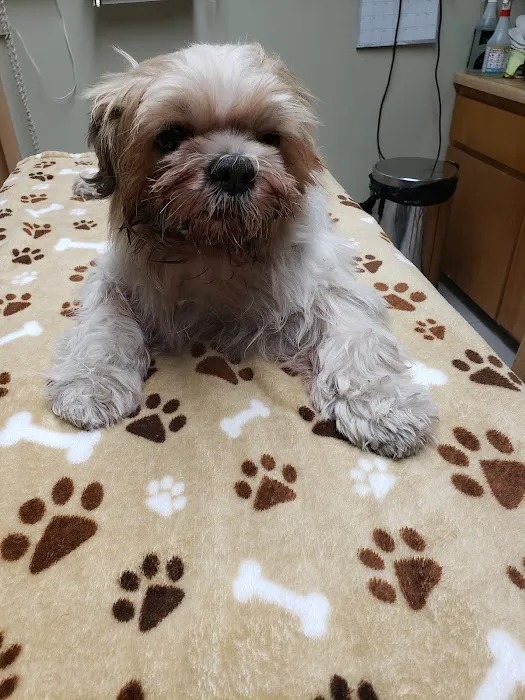 Panorama Pet Hospital Picture 6