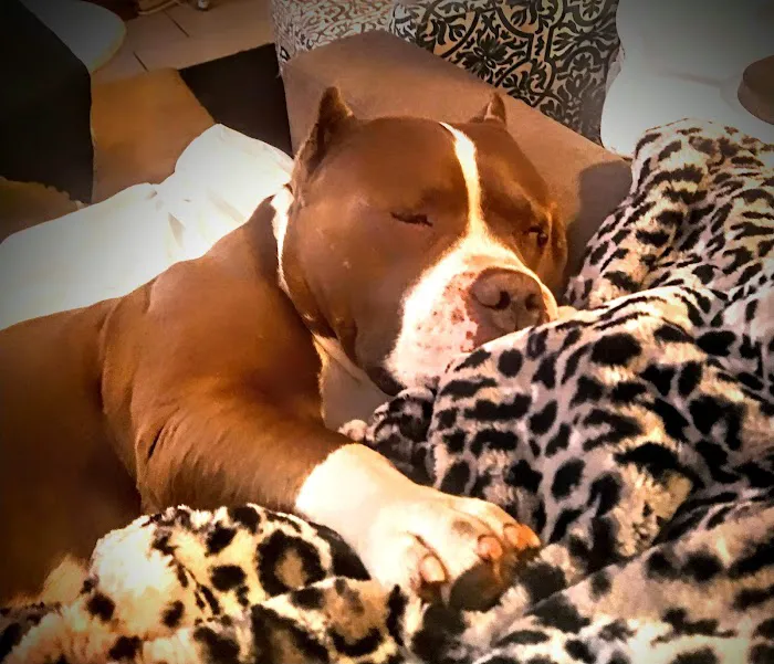 Panorama Pet Hospital Picture 5