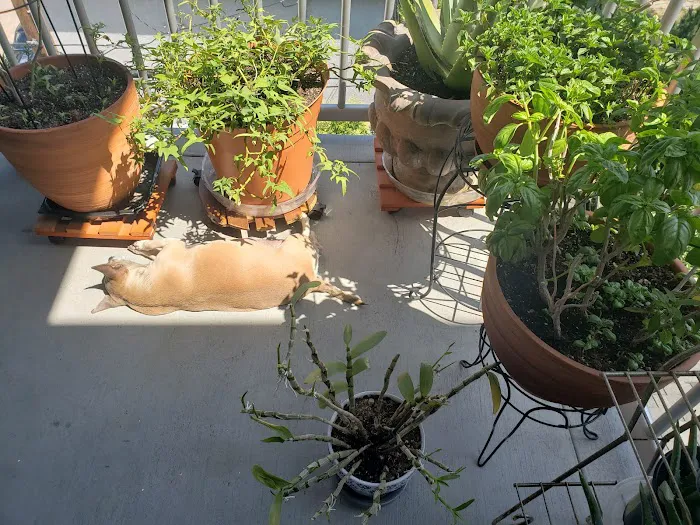 Panorama Pet Hospital Picture 9
