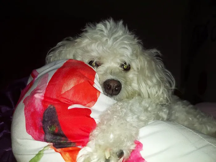 Valley Animal Hospital Picture 9