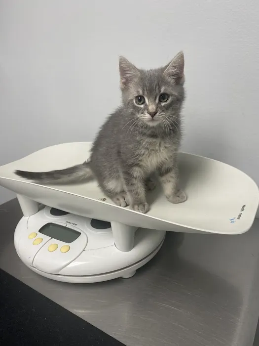 Valley Animal Hospital Picture 7
