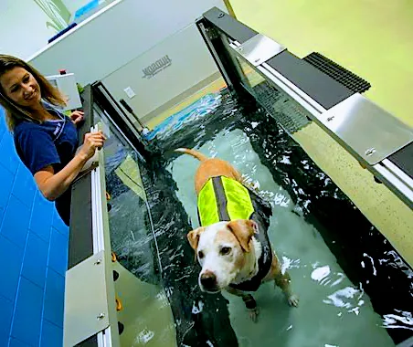 PAW REHAB Pacific Animal Wellness Rehabilitation Center Picture 4