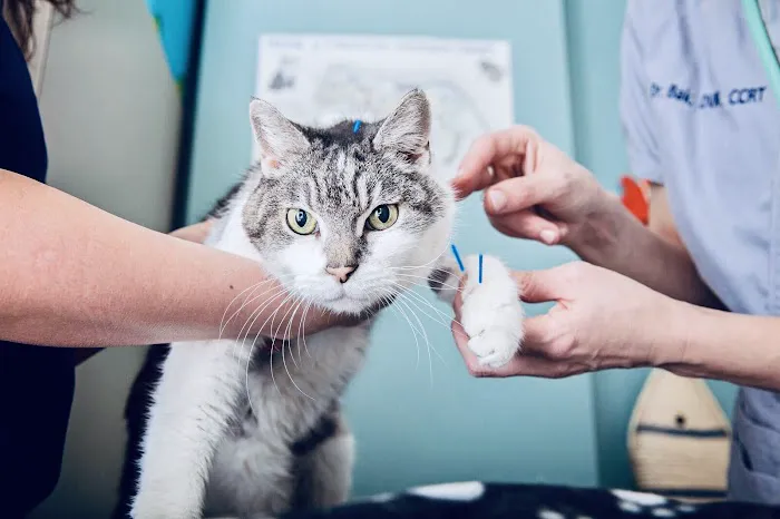 PAW REHAB Pacific Animal Wellness Rehabilitation Center Picture 2