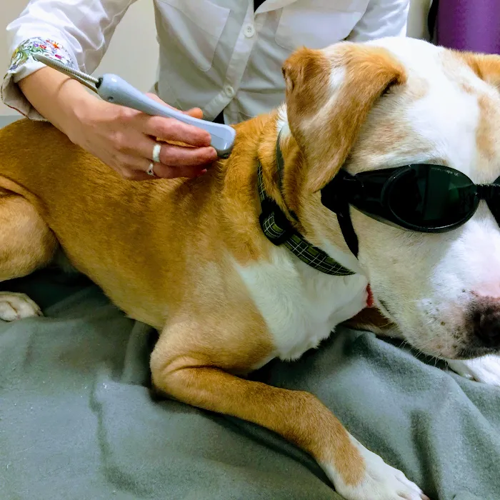 PAW REHAB Pacific Animal Wellness Rehabilitation Center Picture 10