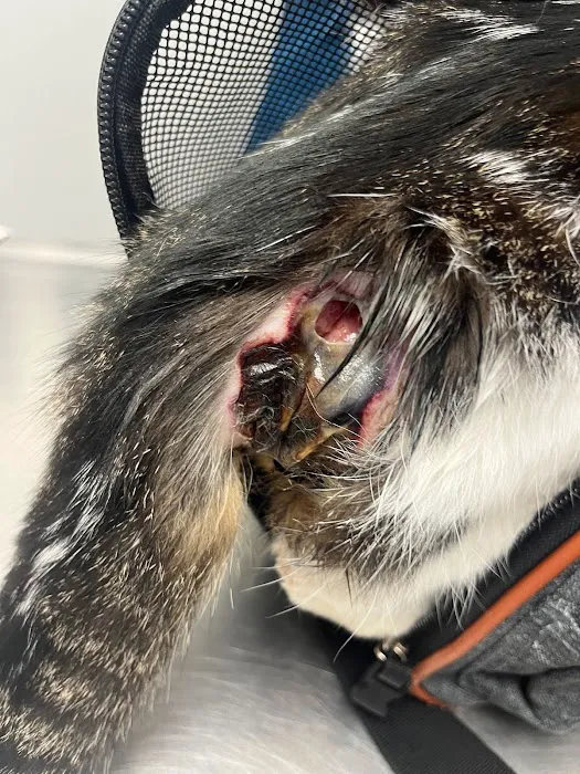 Beverly Oaks Animal Hospital Picture 1
