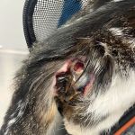 Beverly Oaks Animal Hospital