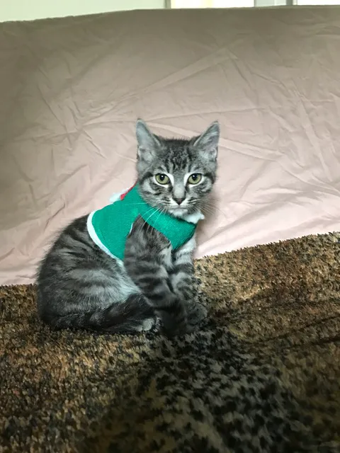 Beverly Oaks Animal Hospital Picture 5