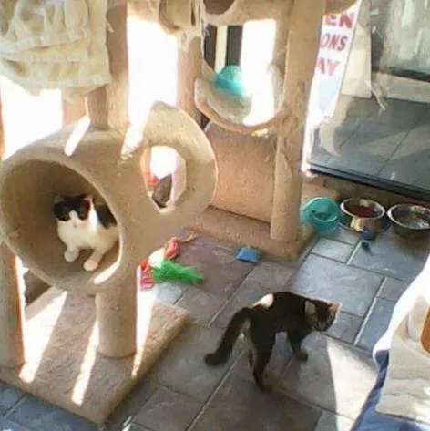Beverly Oaks Animal Hospital Picture 6