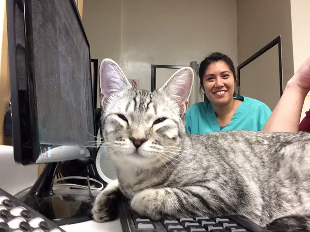 Beverly Oaks Animal Hospital Picture 3