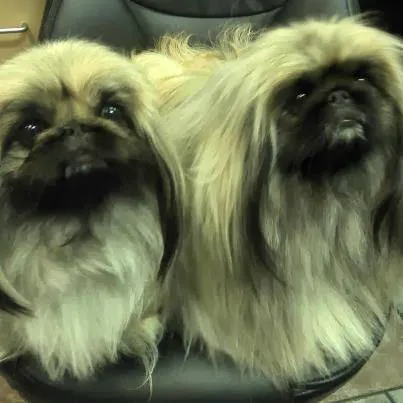 Beverly Oaks Animal Hospital Picture 10