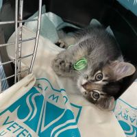 Simon Veterinary Surgical - Sherman Oaks ico