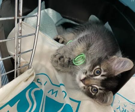 Simon Veterinary Surgical - Sherman Oaks