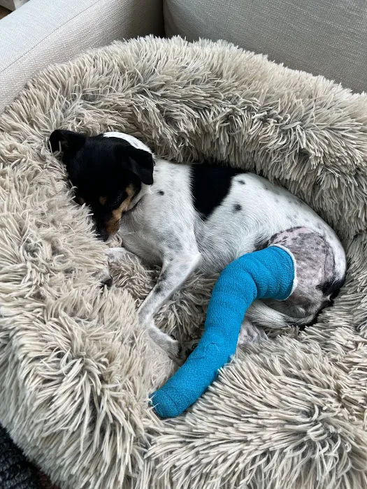 Simon Veterinary Surgical - Sherman Oaks Picture 4