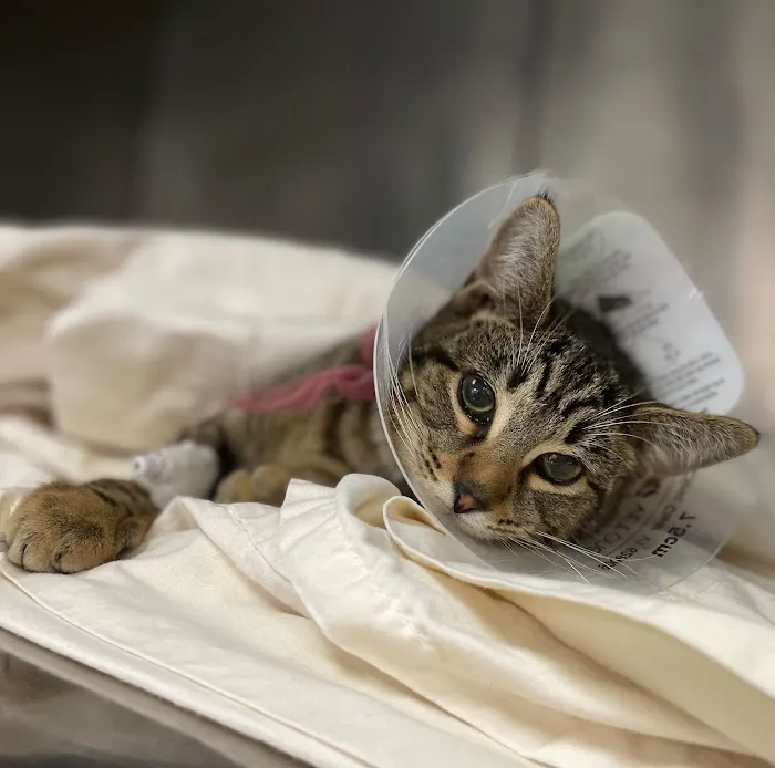 Simon Veterinary Surgical - Sherman Oaks Picture 7
