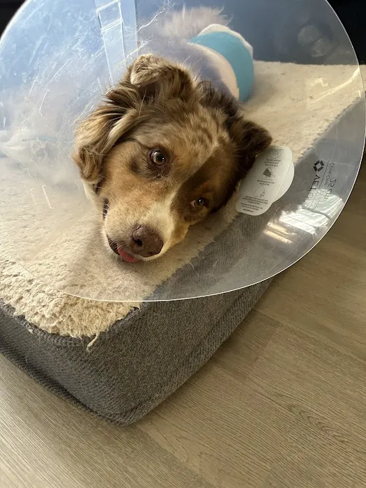 Simon Veterinary Surgical - Sherman Oaks Picture 8