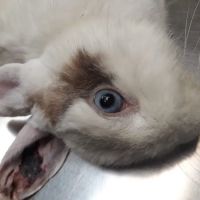 Baldy View Animal Hospital ico