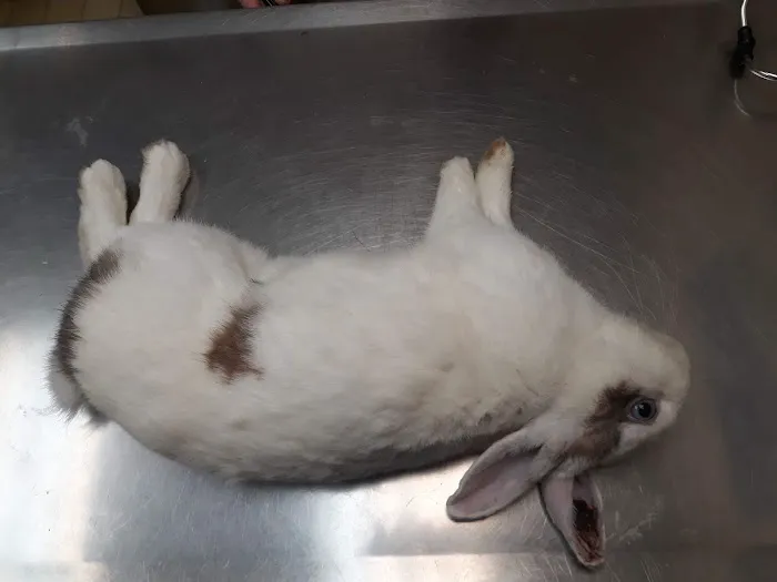Baldy View Animal Hospital Picture 2