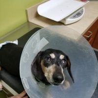 Petco Vaccination Clinic ico