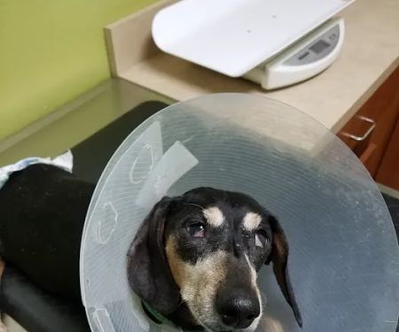 Petco Vaccination Clinic