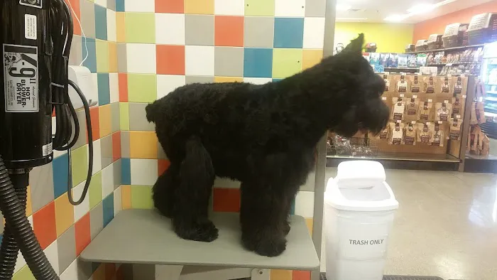 Petco Vaccination Clinic Picture 2