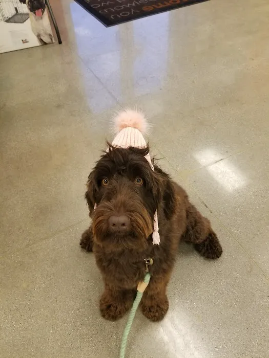 Petco Vaccination Clinic Picture 3