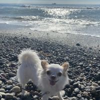 Blue Cross Animal Hospital ico