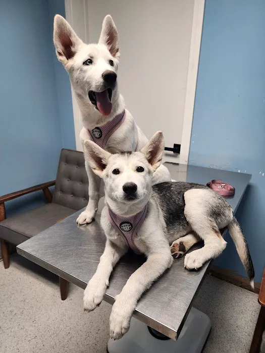 Blue Cross Animal Hospital Picture 2