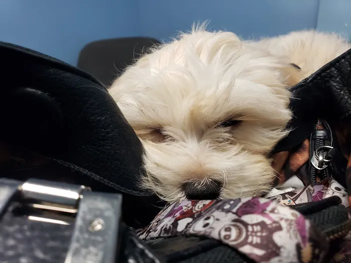 Blue Cross Animal Hospital Picture 3
