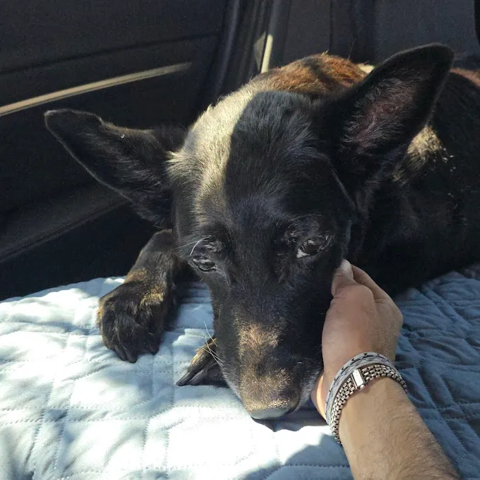 Blue Cross Animal Hospital Picture 5