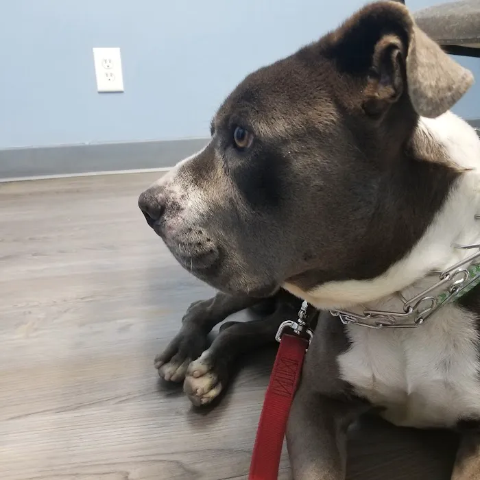 Blue Cross Animal Hospital Picture 9