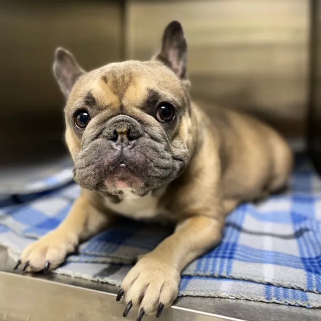 Peppertree Animal Hospital Picture 9