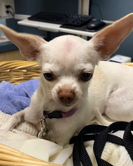 Peppertree Animal Hospital Picture 10
