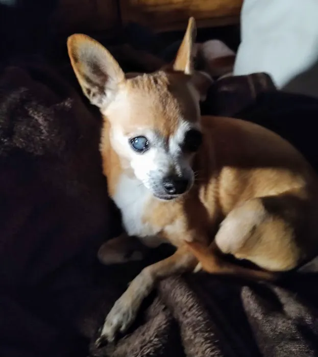 Francis Animal Hospital Picture 3