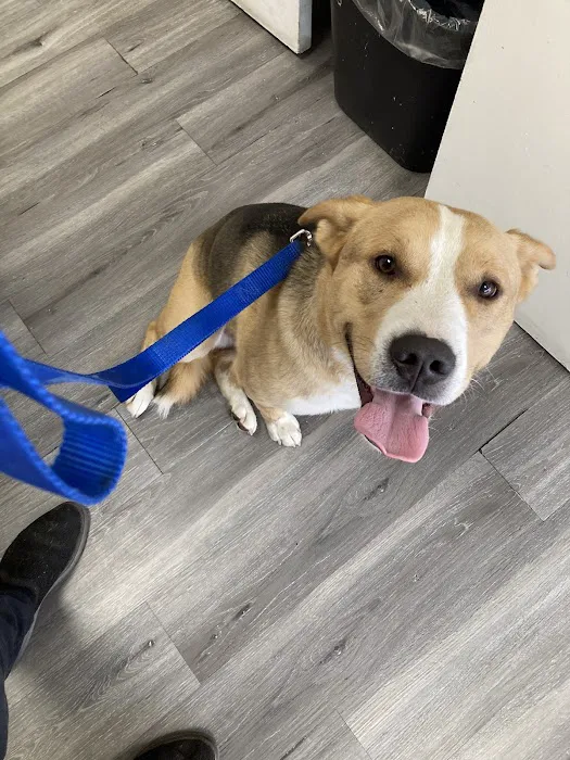 Francis Animal Hospital Picture 7
