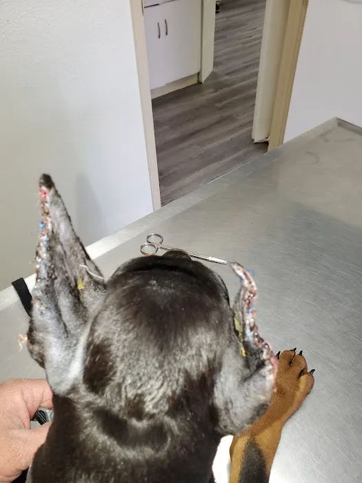 Francis Animal Hospital Picture 8