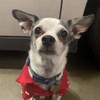 The Well Dog Place ico