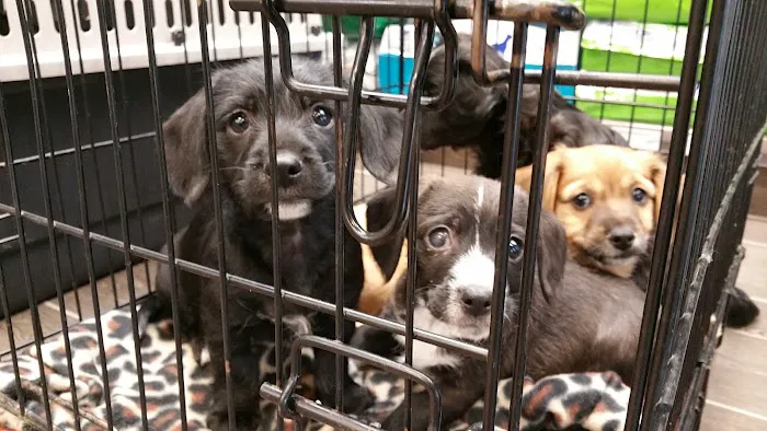 Banfield Pet Hospital Picture 8