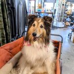 Citrus Veterinary Clinic