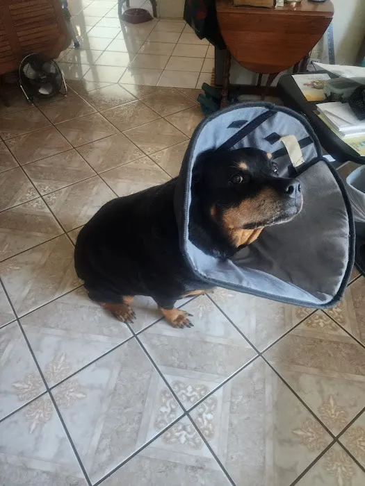 City Pet Hospital Picture 1