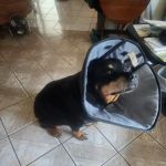 City Pet Hospital
