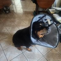 City Pet Hospital ico