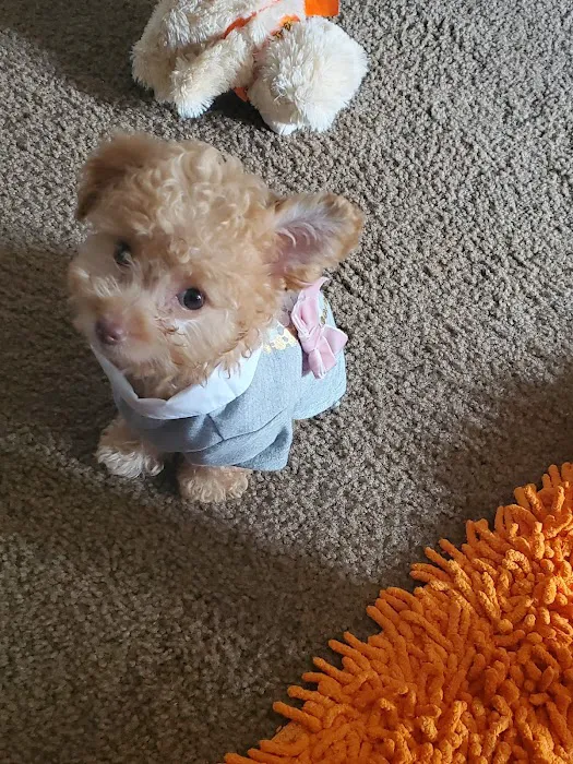 City Pet Hospital Picture 2
