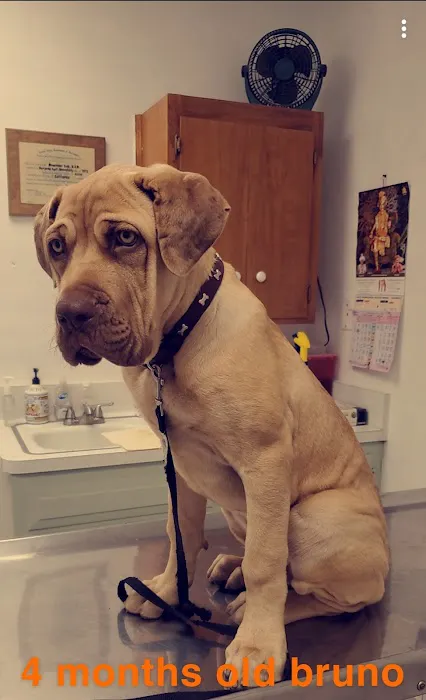 City Pet Hospital Picture 5