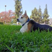 Chino Veterinary Hospital ico