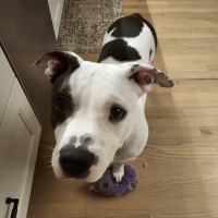 Ontario animal clinic ico